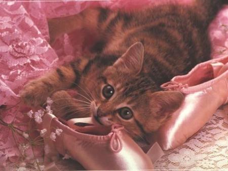 Chaton